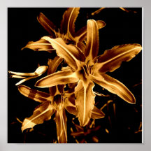 Orange Lily Posters