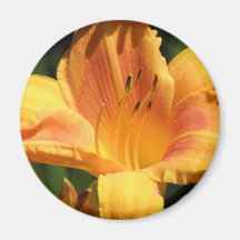 Orange Lily Round Magnet
