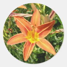 Orange lily sticker