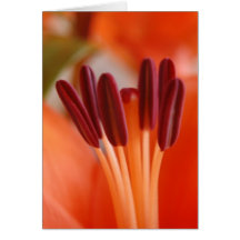 Orange Lily Tall Card