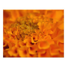 Orange Marigold Flower Art Photo