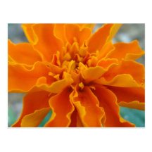 Orange marigold save the date post card
