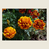 Orange Marigolds cards