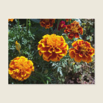 Orange Marigolds postcards