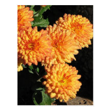Orange Mums Postcard