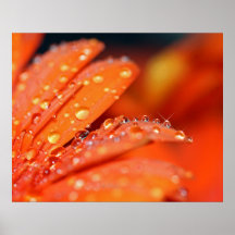 Orange Pop Posters