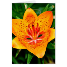 Orange Red Speckled Lily Greeting Card