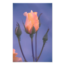 Orange rose art photo