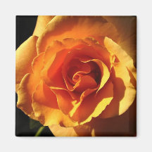 Orange Rose Magnet