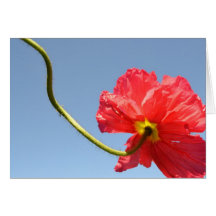 Orange Sky Poppy Card