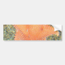 orange starfish bumper sticker