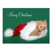 Orange tabby Santa hat Postcard