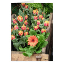 "Orange Tulips Cart" Cards