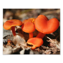 Orange Wild Mushrooms 10x8 Nature Print Art Photo