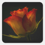 Orange & Yellow Rose Square Sticker