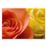 Orange & Yellow Roses Photo