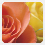 Orange & Yellow Roses Stickers