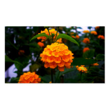 oranges business card templates
