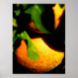 Oranges - Sarasota, Florida Posters