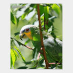 Orangewing Amazon posters
