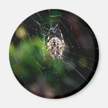 Orb Weaving Garden Spider Magnet