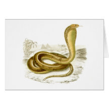 Orbigny - Egyptian Cobra - Naja haje Cards