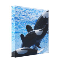 Orca Trio Canvas Print