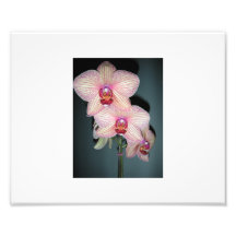 Orchid 2 photograph