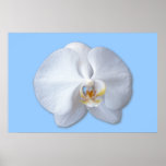Orchid Blossom Poster