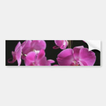 Orchid Blossoms Bumper Stickers