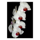 Orchid Blossoms Greeting Card