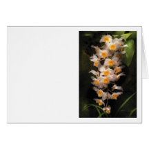 Orchid - Dendrobium Orchid Card