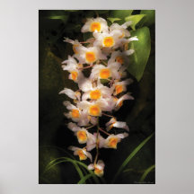 Orchid - Dendrobium Orchid Posters