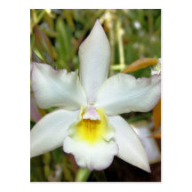 Orchid Eight Postcard