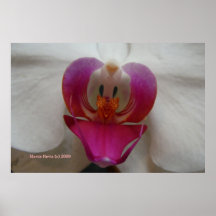 Orchid Face - California Gardens Poster
