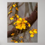 Orchid - Golden morning Posters