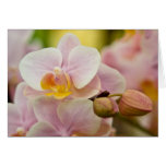 Orchid • Greeting Card