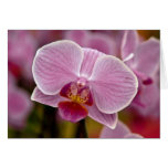 Orchid • Greeting Card