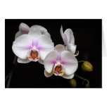 Orchid note card