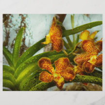 Orchid - Oncidium - Ripened Flyer Design