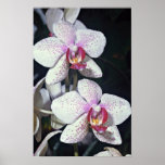 Orchid, phalaenopsis-hybrid (musterlandstern)  flo posters