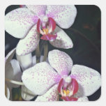 Orchid, phalaenopsis-hybrid (musterlandstern)  flo square sticker