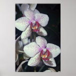 Orchid, phalaenopsis-hybrid (musterlandstern) poster