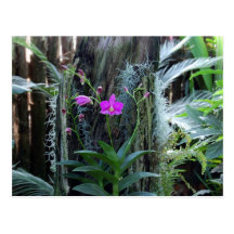Orchid Postcard