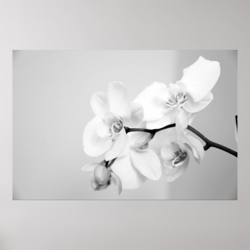 Orchid Poster