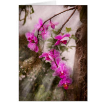 Orchid - Tropical Passion Greeting Cards