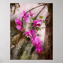 Orchid - Tropical Passion Poster