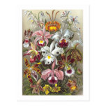 Orchidae (Orchids), Ernst Haeckel postcards