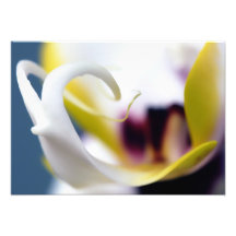 Orchideen Fotos