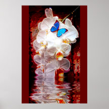 Orchids and Butterflys Posters